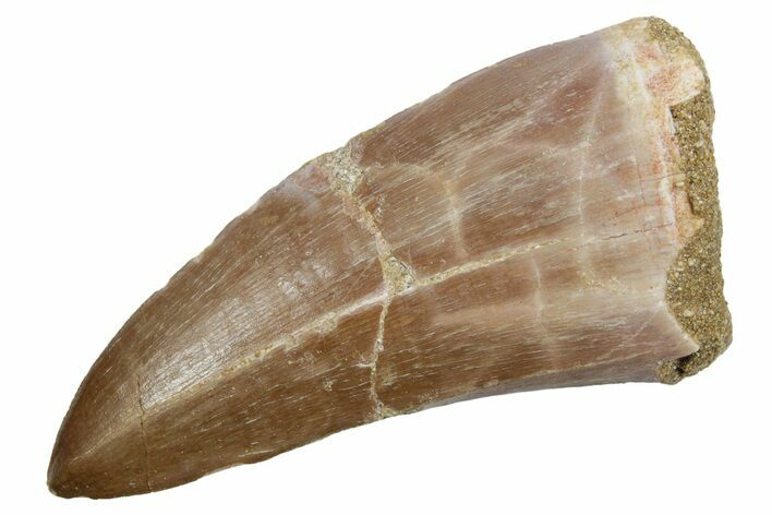 Fossil Mosasaur (Hainosaurus) Tooth - Morocco #353209